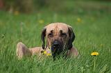FILA BRASILEIRO 035